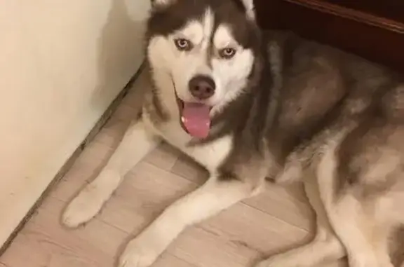 Найдена хаски, Зелёный проспект, Москва