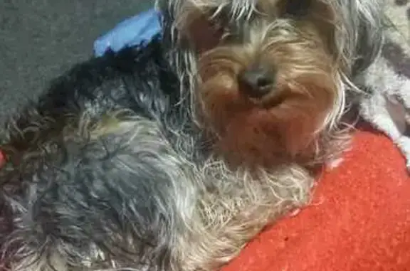 Найдена собака, Саранск, фото: Найдена собака на М5, Кочкуровская трасса