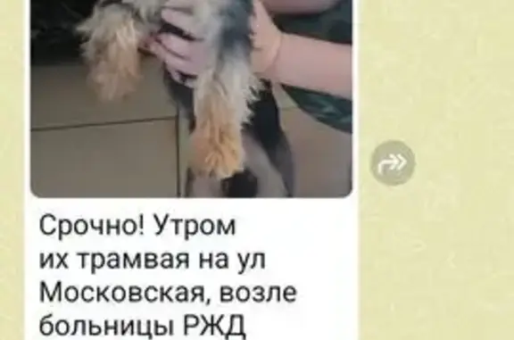 Найдена собака, Краснодар, фото: Собака найдена: Российская ул. 92, Краснодар