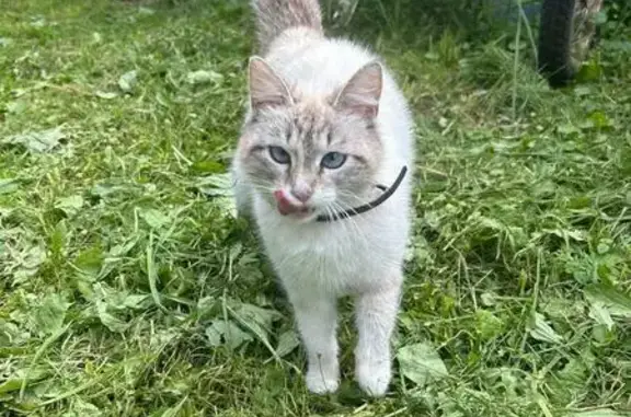 Найдена кошка, , фото: Кошка найдена на Школьной, 15, Чепецкое
