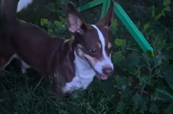 Собака найдена: пр. Ленина, 77, Дзержинск