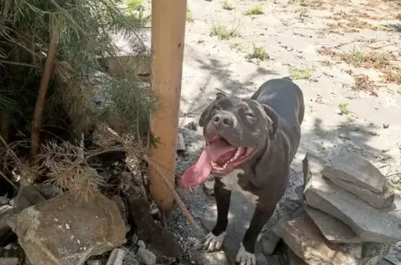 Собака найдена: Дачная ул., 39А, Шахты