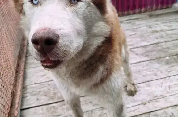 Найдена собака, Черемхово, фото: Собака найдена, ул. Позднякова 4, Черемхово