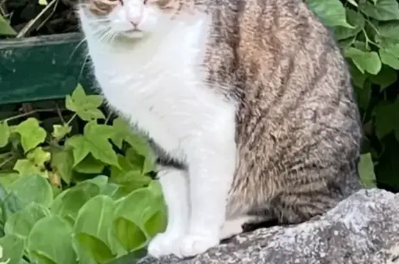 Кошки потеряшки, Московская область, фото: Потеряшка кошка, Московская обл.