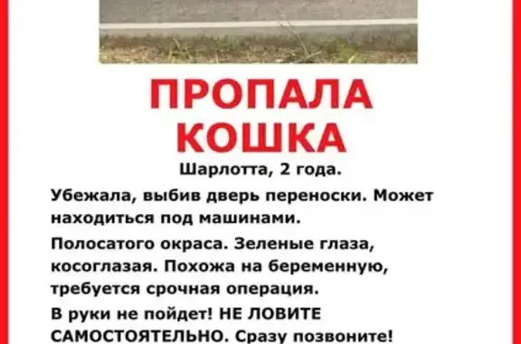 Пропала кошка, Сочинская ул. 5, Москва