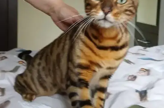 Найденные животные Челябинск, фото: Бенгальский кот найден, Челябинск, Солнечная