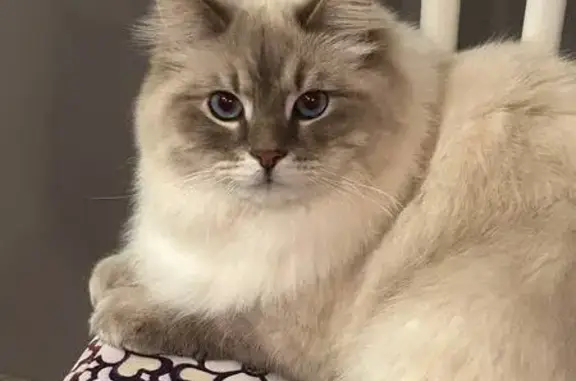 Пропала кошка, СНТ Строитель, Коровино