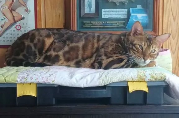 Кошки потеряшки, Ревякинское, фото: Потеряшка кошка, СМТ Русское поле 70Н-055