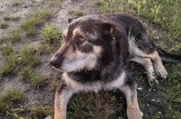 Найдена собака, Ленинградская область, фото: Собака найдена у трассы А121, Сосново
