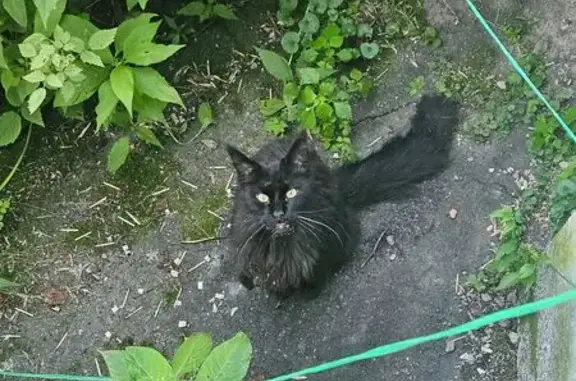 Найдена кошка, Хабаровск, фото: Кот найден: ДОС квартал 59, Хабаровск