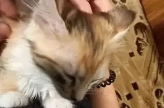 Пропала кошка на ул. 9 Января, 5, Опочка