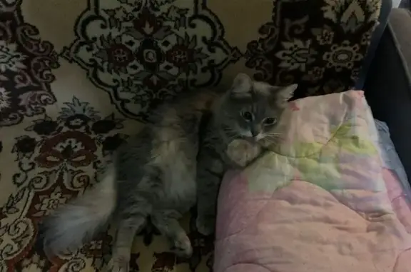 Кошки потеряшки, Рязань, фото: Потеряшка кошка, ул. Бирюзова 1, Рязань