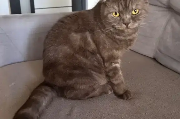 Найдена кошка, ул. Гороховцев, 26А