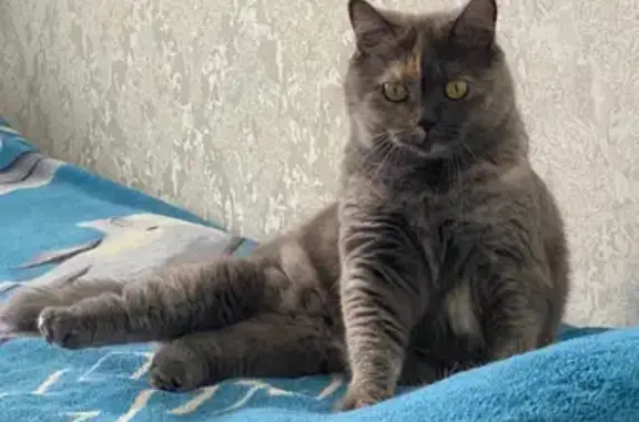 Кошки потеряшки, Ульяновск, фото: Потеряшка кошка, Заречная 27, Ульяновск