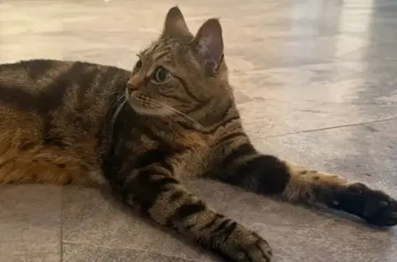 Найдена кошка, Южно-Сахалинск, фото: Бенгальская кошка найдена, Посадский 32