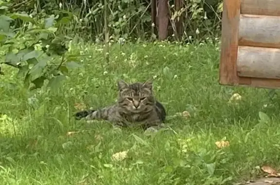 Найдена кошка, Кубовая, фото: Кошка найдена: Центральная, 16, Кубовая