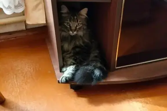 Пропала кошка, Ступино, МО