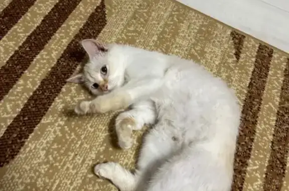 Кошка найдена: ул. Клары Цеткин, Тюмень