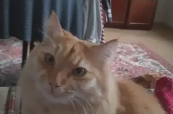 Кошки потеряшки, Чепелёво, фото: Потеряшка кошка, СНТ Союз, Совхозная 51