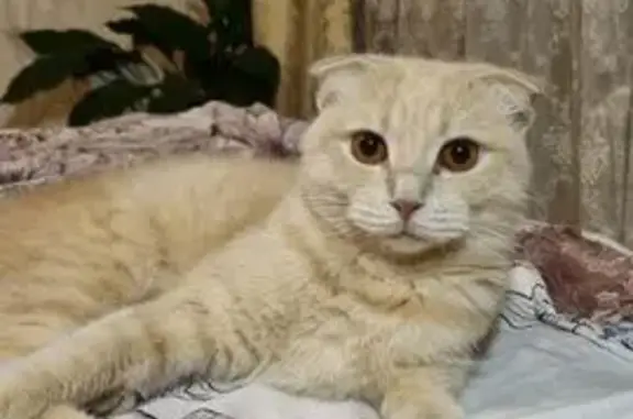 Кошки потеряшки, Сосновоборск, фото: Потеряшка кошка на Солнечной, 29, Сосновоборск