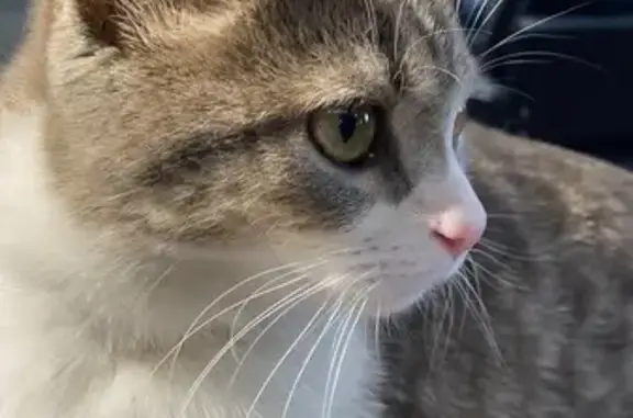 Кошка найдена, ул. Кирова 36, Оренбург