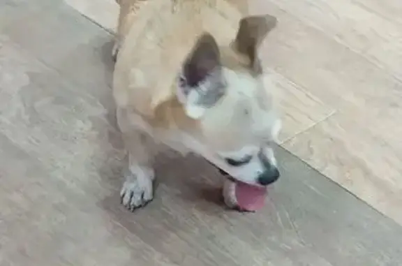 Найдена собака, Нижний Новгород, фото: Пропала собака, Бусыгина 20Б, Н. Новгород