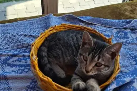 Пропала кошка, Новолуговое, Новосибирск