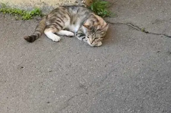 Кошка найдена: ул. Семашко, Мытищи