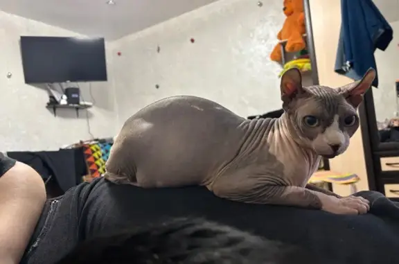 Пропала кошка, ул. Готвальда 35, Миасс