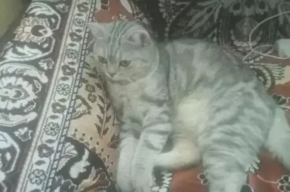 Кошка найдена: Военная ул. 8А, Екб