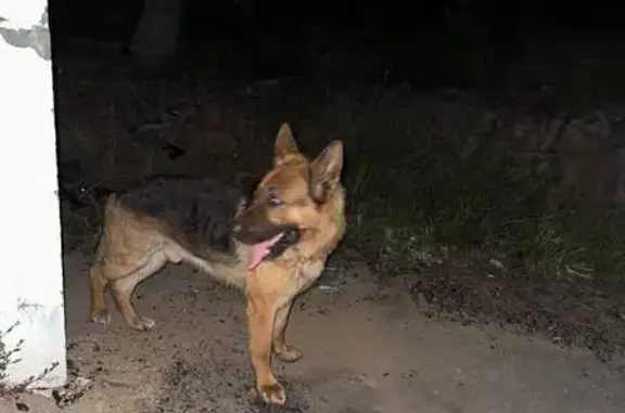 Овчарка найдена: Валки-Великовское, 22Н-2950