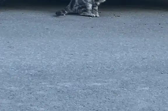 Найдена кошка, Нижнекамск, фото: Найдена кошка, ул. Гагарина 54, Нижнекамск