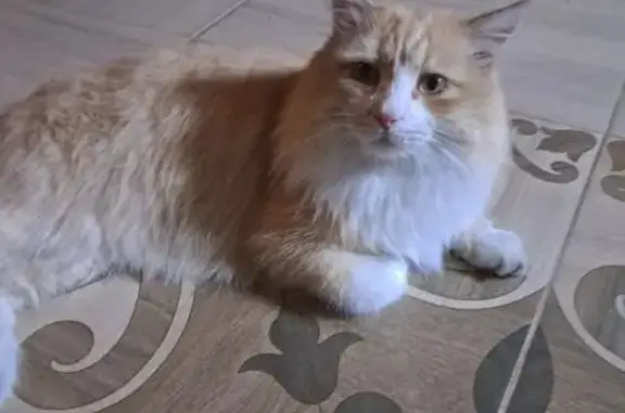 Пропала кошка, Маркова, Иркутская обл.