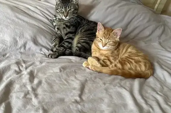 Пропала кошка, ул. Олега Кошевого, 80