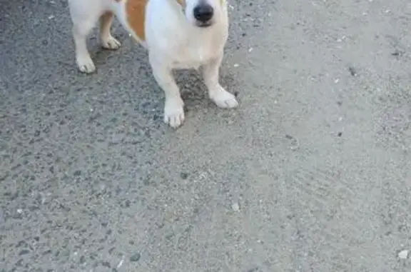 Найдена собака, Владимир, фото: Собака найдена: Ставровская ул., 8, Владимир