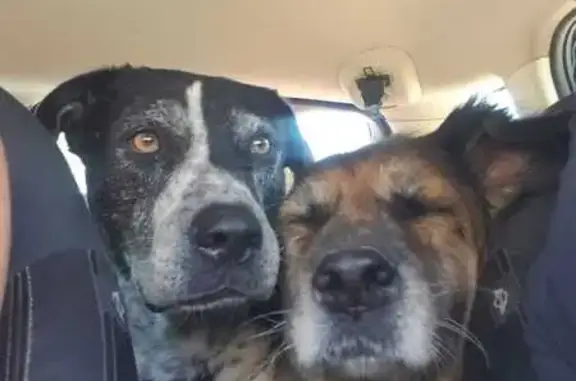 Пропала собака на зимнике Арктика - photo