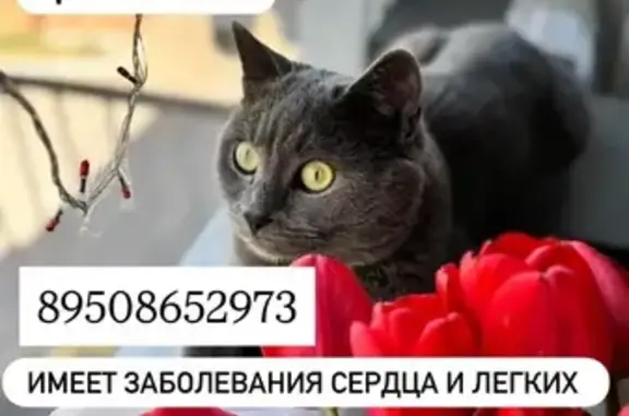 Кошки потеряшки, городской округ Новочеркасск, фото: Потеряшка кот, Спортивная 9, Новочеркасск
