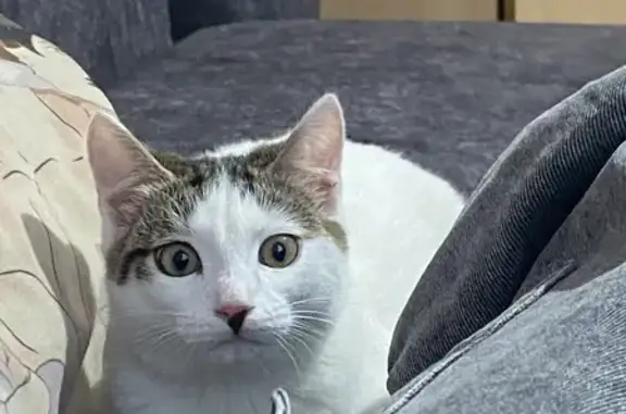 Кошки потеряшки, Орск, фото: Потеряшка кошка, пр. Никельщиков 9, Орск