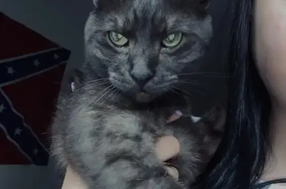 Кошка найдена, Боровая ул., Петрозаводск