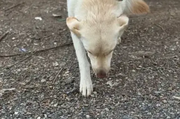 Собака найдена: ул. Некрасова, 11, Уфа