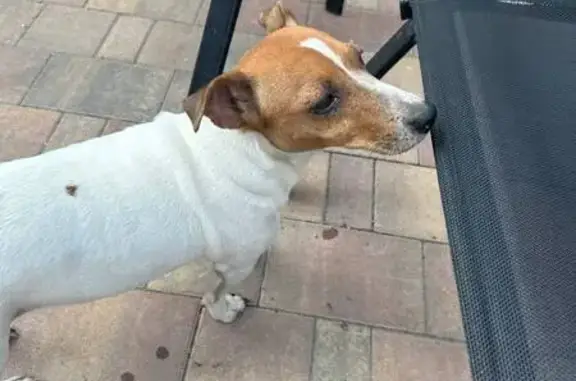 Собака найдена: ул. Кутузова 102, Тула