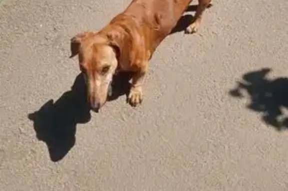 Найдена собака, Тула, фото: Такса найдена: ул. Металлургов, 47, Тула