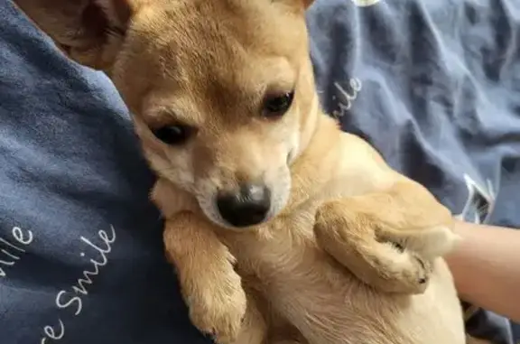 Найдена собака на Купчинской, 30 к3