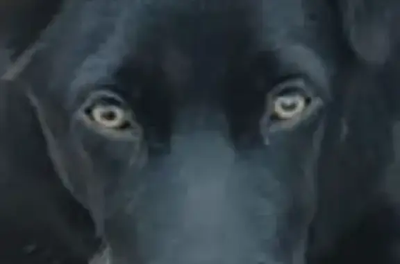 Собаки потеряшки, , фото: Потеряшка собака, Черемушки, Смоленская обл.