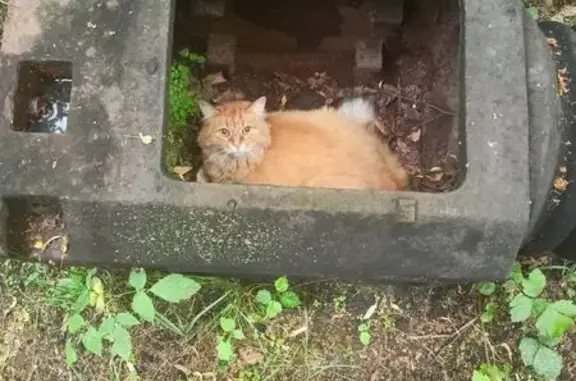 Найдена кошка, Москва, фото: Кошка найдена: 1-я Прядильная ул., 7
