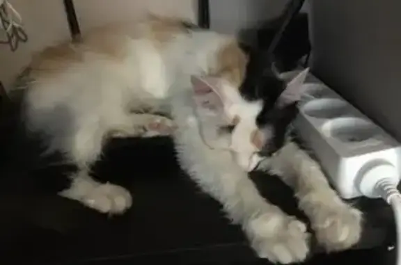 Пропала кошка, ул. Восход, 11, Новосибирск