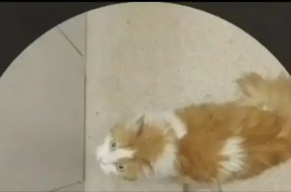 Найдена кошка, , фото: Кошка найдена: Приморский бульвар, 32