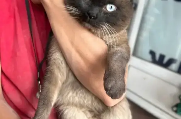 Найдена кошка, Иркутск, фото: Кот найден на рынке, ул. Берёзовая Роща, 64