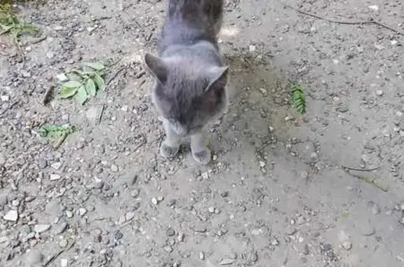 Найдена кошка, Ставрополь, фото: Кошка найдена на Железнодорожной, Ставрополь