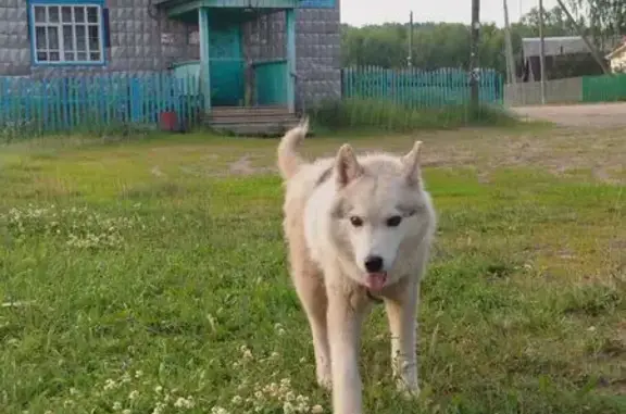 Лайка с ошейником найдена: Новая ул, 3